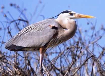 Blue Heron Golf & Country Club,Okeechobee, Florida,  - Golf Course Photo