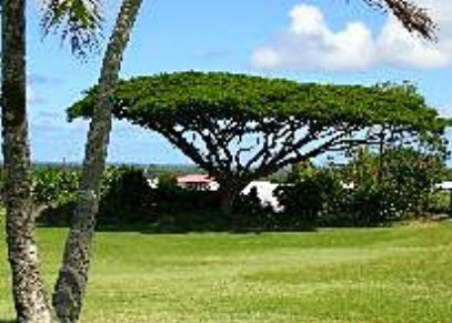 Hilo Municipal Golf Course,Hilo, Hawaii,  - Golf Course Photo