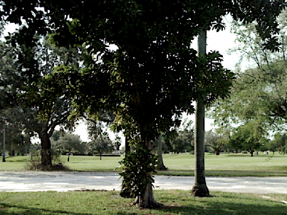 Miami Springs Golf Course