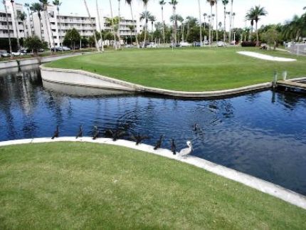 Golf Course Photo, Isla Del Sol Golf Yacht & Country Club, Saint Petersburg, 33715 