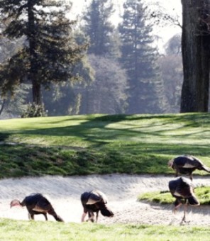 Spring Creek Golf Course & Country Club, Ripon, California, 95366 - Golf Course Photo