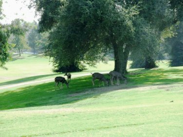 Marshall Canyon Golf Club