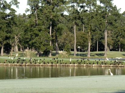 Kingwood Country Club - Island, Kingwood, Texas, 77339 - Golf Course Photo