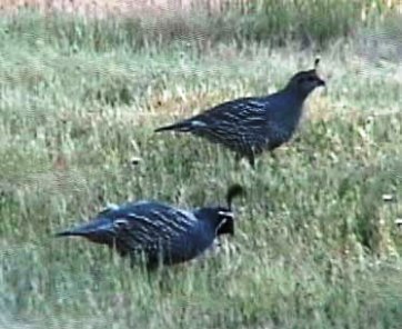 Quail Valley Golf Course, CLOSED 2012 ,Grass Valley, California,  - Golf Course Photo