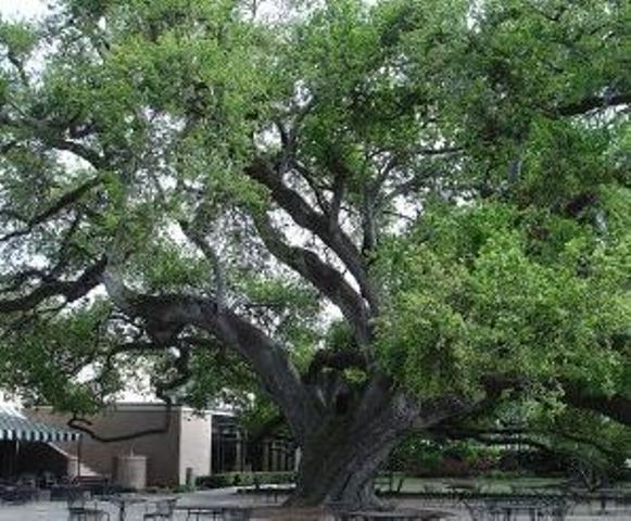 New Orleans Country Club, New Orleans, Louisiana, 70118 - Golf Course Photo