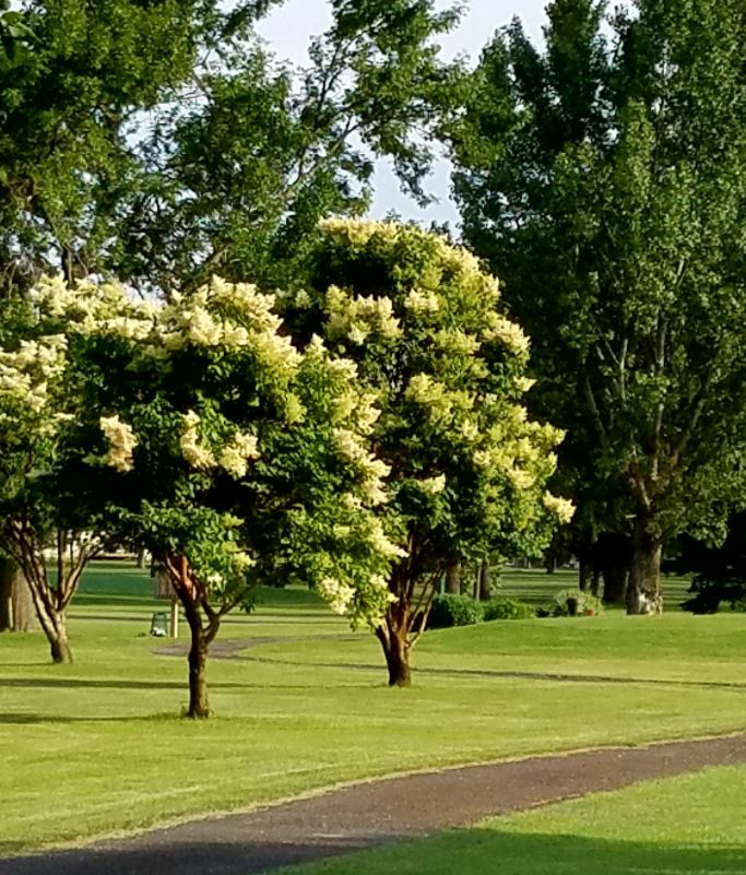 The Pointe Golf Course